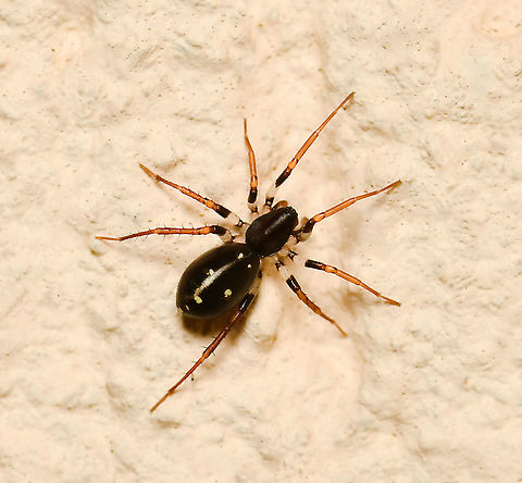 Zodariid ant spider This tiny and beautiful spider is a member of family Zodariidae. Many members of this family hunt and even live together with ants, mimicking their behavior and sometimes even their chemical traits. Amazing.

Sure enough, this tiny hunter appeared in my porch just as I was digging a bed nearby which had produced lots of frantic ant activity. 

Genus Storena.

4 mm length Australia,Geotagged,Storena,Summer,Zodariidae,ant spider,arachnid,arthropod,fauna,invertebrate,macro,new south wales