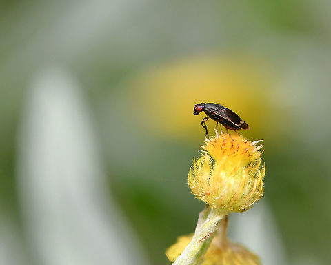 Depressa atrata Lauxaniid fly Seen here on native Chrysocephalum apiculatum.

5 mm body length. Australia,Depressa atrata,Diptera,Geotagged,Lauxaniidae,Leaf fly,Spring,arthropod,fauna,insect,invertebrate,macro,new south wales