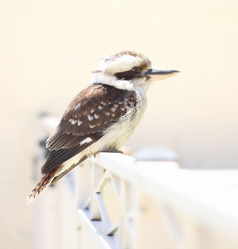 Kookaburra company by the pool When summer time is at its peak, I will always get an increased number of the larger bird species come in and sit a while on the pool fence. I wonder if the air around it is somehow cooler. Occasionally, I&#039;ll see a kookaburra dive bomb the surface of the pool before swiftly flying to the opposite fence where they will then preen for 20 minutes or more. When these terrestrial kingfishers dive bomb in that way - they truly look like their smaller kingfisher cousins.  Alcedinidae,Australia,Aves,Coraciiformes,Dacelo novaeguineae,Geotagged,Laughing Kookaburra,Summer,fauna,new south wales,terrestrial kingfisher,vertebrate