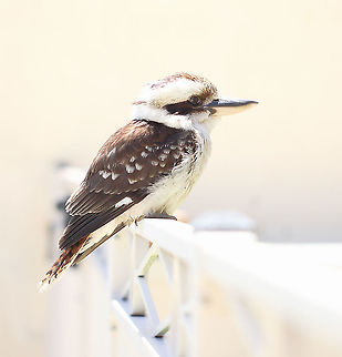 Kookaburra company by the pool When summer time is at its peak, I will always get an increased number of the larger bird species come in and sit a while on the pool fence. I wonder if the air around it is somehow cooler. Occasionally, I'll see a kookaburra dive bomb the surface of the pool before swiftly flying to the opposite fence where they will then preen for 20 minutes or more. When these terrestrial kingfishers dive bomb in that way - they truly look like their smaller kingfisher cousins.  Alcedinidae,Australia,Aves,Coraciiformes,Dacelo novaeguineae,Geotagged,Laughing Kookaburra,Summer,fauna,new south wales,terrestrial kingfisher,vertebrate