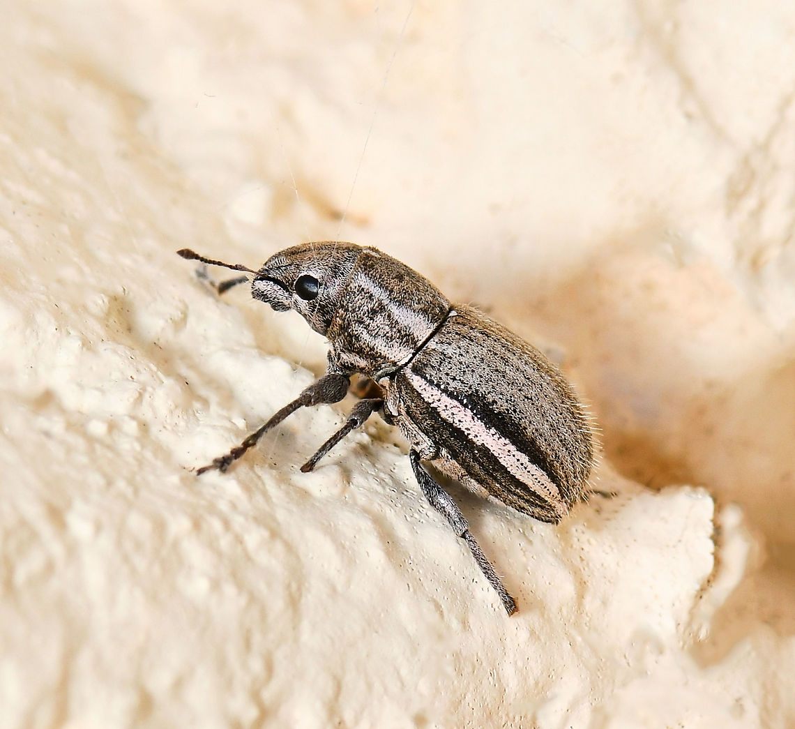 Naupactus minor weevil Native to South America, now globally wide spread. <br />
<br />
N. minor, N. perigrinus and N. leucoloma are very similar in appearance initially - so much so that they are known as the white-fringed beetle complex. I have been advised at entomologist level that N.minor seen here, has a shorter rostrum, a deeper head and stouter elytra, relative to the others. It also has warmer, brownish/pinky grey scales, rather than the cooler bluish grey scales, especially on N. leucoloma.<br />
<br />
White-fringed beetles are considered serious pests of many agricultural crops. They feed on several hundred species of plants and seem to prefer those with large broad leaves such as peanut, soybean, cotton and many other leguminous crops. Larvae have also been observed feeding on roots of orchard and forestry trees.<br />
<br />
15 mm length<br />
Australia,Broad-nosed Weevil,Coleoptera,Curculionidae,Entiminae,Geotagged,Naupactus minor,Summer,White-fringed weevil,arthropod,fauna,insect,invertebrate,macro,new south wales