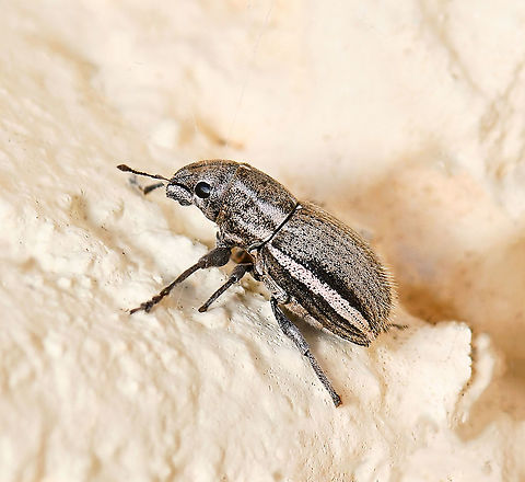 Naupactus minor weevil Native to South America, now globally wide spread. 

N. minor, N. perigrinus and N. leucoloma are very similar in appearance initially - so much so that they are known as the white-fringed beetle complex. I have been advised at entomologist level that N.minor seen here, has a shorter rostrum, a deeper head and stouter elytra, relative to the others. It also has warmer, brownish/pinky grey scales, rather than the cooler bluish grey scales, especially on N. leucoloma.

White-fringed beetles are considered serious pests of many agricultural crops. They feed on several hundred species of plants and seem to prefer those with large broad leaves such as peanut, soybean, cotton and many other leguminous crops. Larvae have also been observed feeding on roots of orchard and forestry trees.

15 mm length
 Australia,Broad-nosed Weevil,Coleoptera,Curculionidae,Entiminae,Geotagged,Naupactus minor,Summer,White-fringed weevil,arthropod,fauna,insect,invertebrate,macro,new south wales