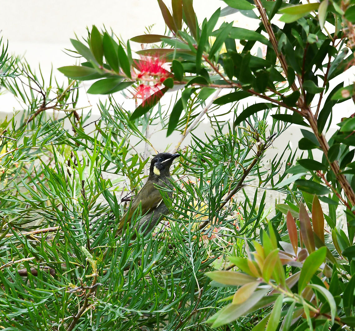 Lewin's honeyeater Our Lewin&#039;s honeyeaters are dark greenish/grey in colour, with a creamy yellow gape (fleshy corners of the mouth). They have pale yellow crescent-shaped ear patches. The bill is black and the eye is blue-grey. The sexes are similar in appearance and juveniles are similar to the adults, except they have brown eyes.<br />
<br />
Often called &#039;banana birds&#039; here in Australia, due to their appetite for fruit and can be a pest to humans in regard their activity in orchards. <br />
<br />
These birds can be seen in eastern Australia, from northern Queensland, down to central Victoria. This one flew in to  my garden from the sclerophyll forest opposite. <br />
<br />
20 cm length Australia,Aves,Geotagged,Lewin's honeyeater,Lewins honeyeater,Meliphaga lewinii,Meliphagidae,Passeriformes,Summer,fauna,new south wales,vertebrate