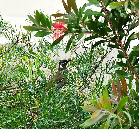 Lewin's honeyeater Our Lewin's honeyeaters are dark greenish/grey in colour, with a creamy yellow gape (fleshy corners of the mouth). They have pale yellow crescent-shaped ear patches. The bill is black and the eye is blue-grey. The sexes are similar in appearance and juveniles are similar to the adults, except they have brown eyes.

Often called 'banana birds' here in Australia, due to their appetite for fruit and can be a pest to humans in regard their activity in orchards. 

These birds can be seen in eastern Australia, from northern Queensland, down to central Victoria. This one flew in to  my garden from the sclerophyll forest opposite. 

20 cm length Australia,Aves,Geotagged,Lewin's honeyeater,Lewins honeyeater,Meliphaga lewinii,Meliphagidae,Passeriformes,Summer,fauna,new south wales,vertebrate