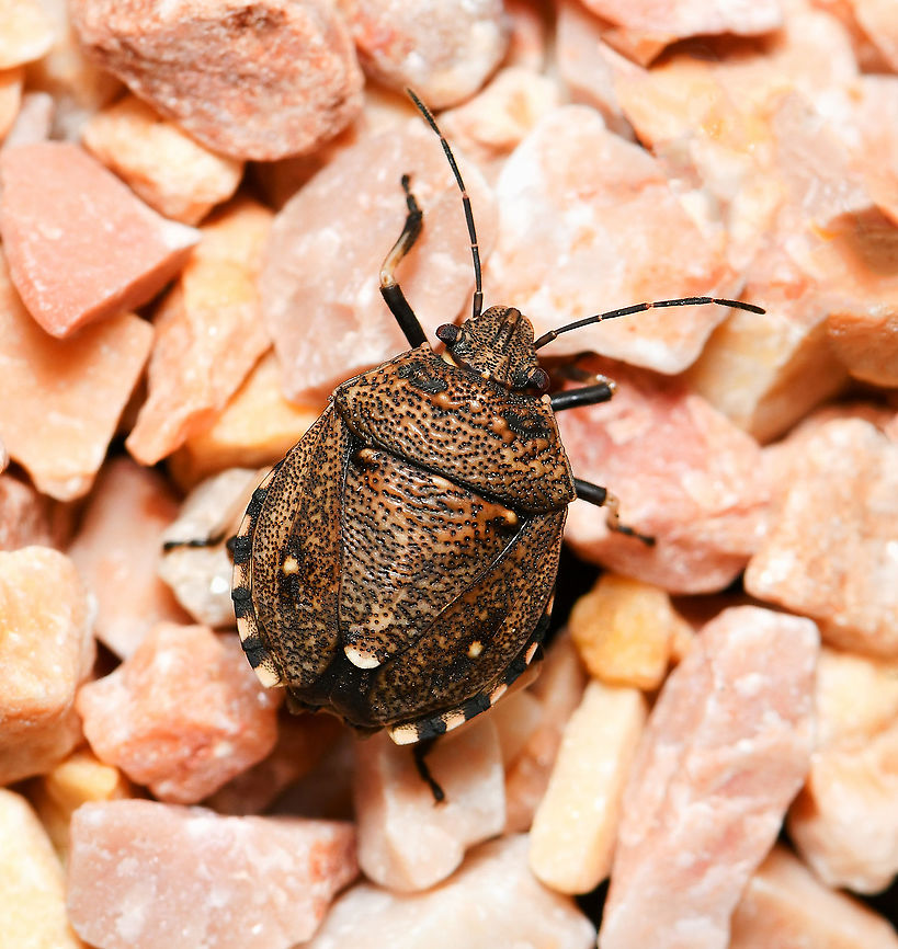 Toad stink bug NB. not captive, seen on garden plant pot gravel. A member of the shield bugs family Pentatomidae.<br />
<br />
10 mm body length<br />
<br />
<figure class="photo"><a href="https://www.jungledragon.com/image/117723/toad_stink_bug.html" title="Toad stink bug"><img src="https://s3.amazonaws.com/media.jungledragon.com/images/3314/117723_thumb.jpg?AWSAccessKeyId=05GMT0V3GWVNE7GGM1R2&Expires=1767225610&Signature=OOeSDiu1IWm8jUh1shqbzitJVZs%3D" width="200" height="174" alt="Toad stink bug A member of the shield bugs family Pentatomidae. I found this one scuttling around the house, photographed then released outside. <br />
<br />
10 mm body length<br />
<br />
https://www.jungledragon.com/image/110651/platycoris_bipunctatus.html Australia,Autumn,Fall,Geotagged,Hemiptera,Pentatomidae,Platycoris bipunctatus,Shield bug,Toad Stink Bug,Toad stink bug,arthropod,fauna,insect,invertebrate,macro,new south wales,stink bug" /></a></figure> Australia,Geotagged,Hemiptera,Pentatomidae,Platycoris bipunctatus,Summer,Toad Stink Bug,arthropod,fauna,insect,invertebrate,macro,new south wales,shield bug,stink bug,toad stink bug