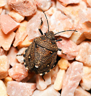 Toad stink bug NB. not captive, seen on garden plant pot gravel. A member of the shield bugs family Pentatomidae.

10 mm body length

https://www.jungledragon.com/image/117723/toad_stink_bug.html Australia,Geotagged,Hemiptera,Pentatomidae,Platycoris bipunctatus,Summer,Toad Stink Bug,arthropod,fauna,insect,invertebrate,macro,new south wales,shield bug,stink bug,toad stink bug