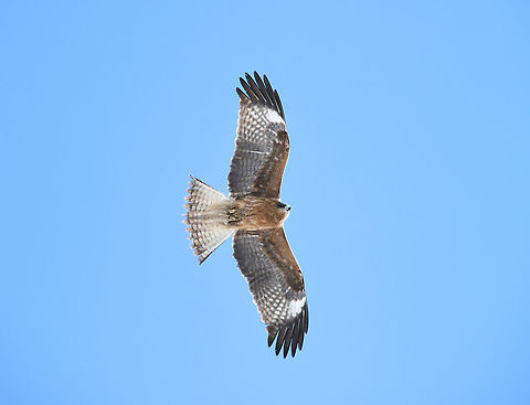 Black-eared kite This is Milvus migrans ssp. lineatus - observed from Siberia to Japan, Indochina and India and south/south-east Asia. 
A medium sized bird of prey, around 50 to 60 cm body length. 


 Accipitridae,Accipitriformes,Aves,Bird of prey,Black kite,Black-eared kite,Geotagged,Hokkaido,Japan,Milvus migrans,Milvus migrans lineatus,Winter,fauna,vertebrate