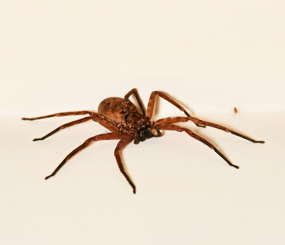 Giant huntsman with tiny housemate NB. image has been turned for greater detail. Original position was almost vertical, head down on my kitchen wall. <br />
<br />
This leggy lady is genus Heteropoda, commonly known as giant hunstman spiders. I didn't get to see what type of spider her tiny housemate was, as it scuttled away soon as this shot was taken. <br />
<br />
Heteropoda sp. are found mainly in the warmer regions of  tropical Asia and here in Australia. <br />
<br />
Female body length 25 mm  Araneae,Australia,Geotagged,Heteropoda,Sparassidae,Spring,arachnid,arthropod,fauna,giant huntsman,huntsman spider,invertebrate,macro,new south wales