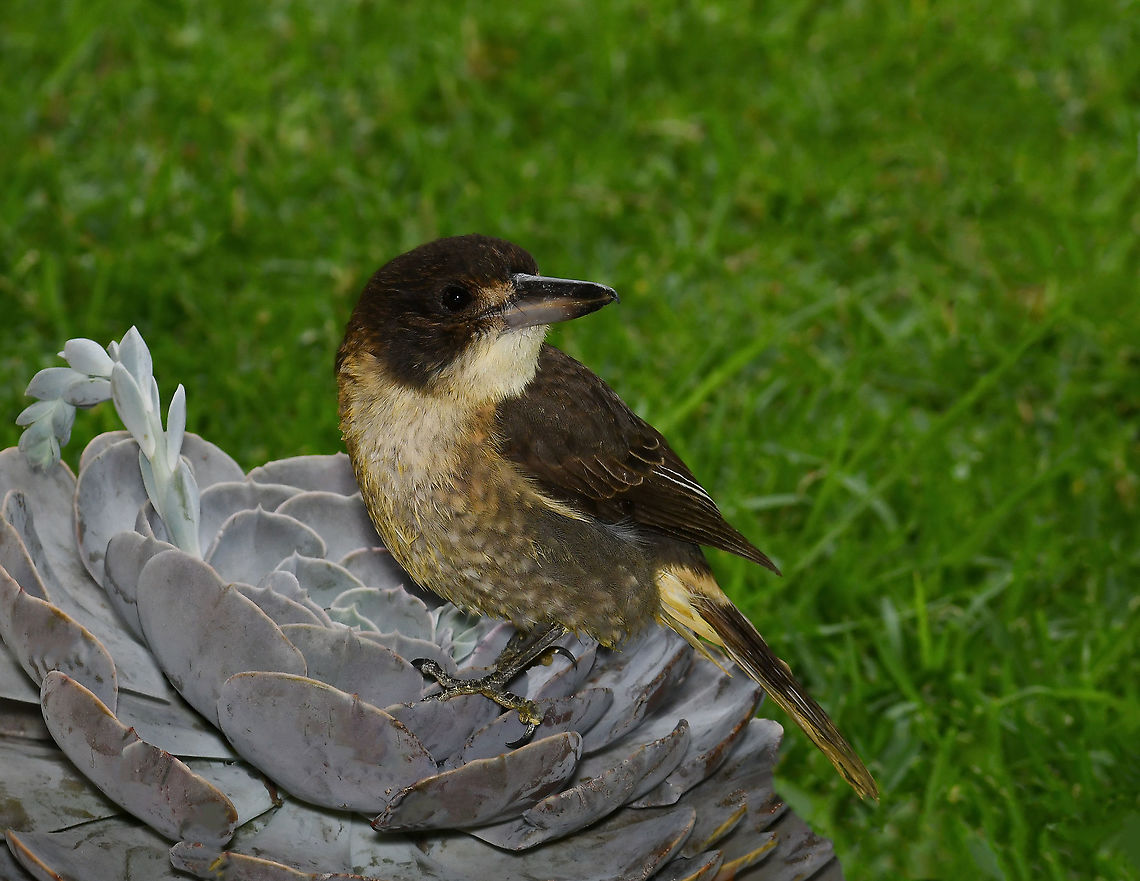 Juvenile grey butcherbird The grey butcherbird range is from mid-eastern Queensland, down through New South Wales to southern Australia (including Tasmania) and over to northern Western Australia - so a widespread species. They can be found in a range of wooded habitats and occasionally in semi-suburban gardens. <br />
<br />
Young of this species resemble adults in form, but have black areas replaced with olive-brown and a cream/yellow on the white areas. <br />
<br />
20 cm length Artamidae,Australia,Aves,Cracticus torquatus,Fall,Geotagged,Grey Butcherbird,Passeriformes,autumn,fauna,new south wales,vertebrate