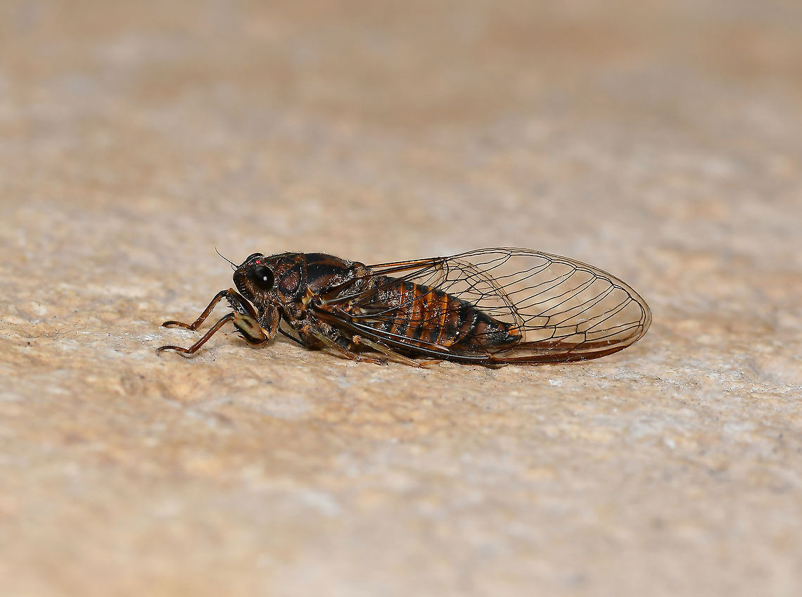Yoyetta sp. ambertail cicada Just over 20 species of Yoyetta, all in this country. These cicadas are observed in eastern, central and south-western Australia, with isolated occurrences in the north-west. <br />
<br />
30 mm body length Australia,Cicadettini,Cicadidae,Geotagged,Hemiptera,Summer,Yoyetta,ambertail cicada,arthropod,fauna,insect,invertebrate,macro,new south wales