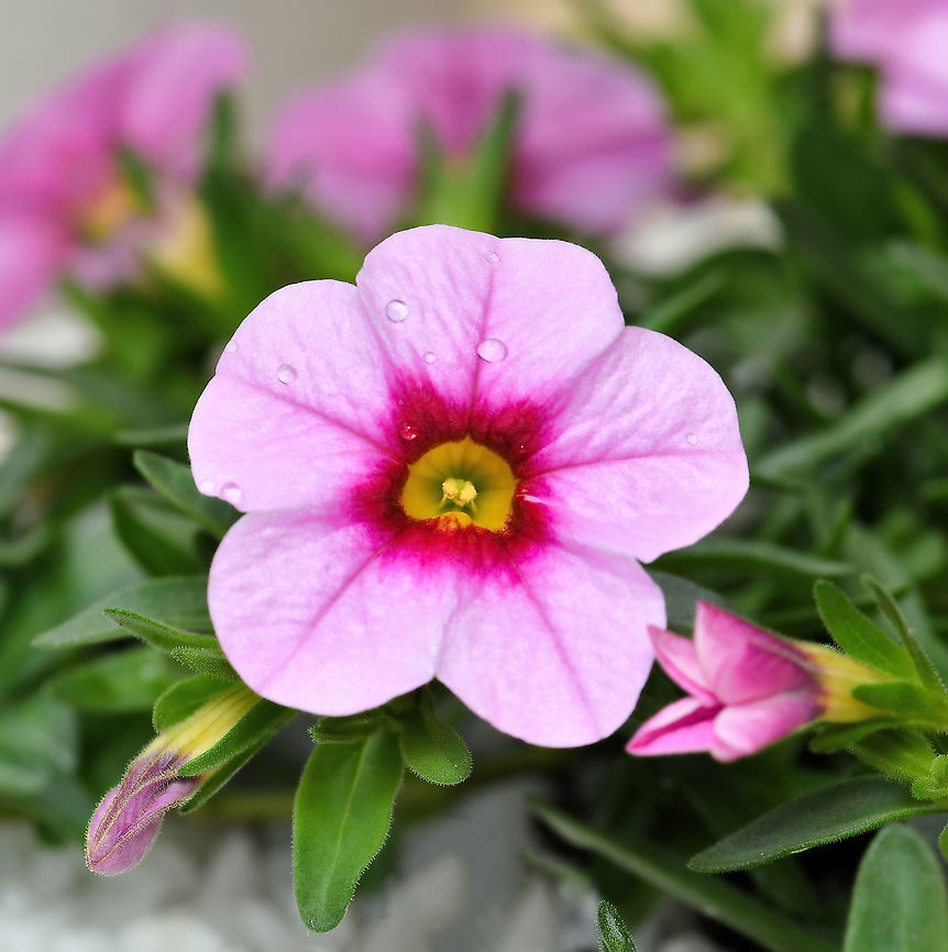 Calibrachoa Calibrachoa is a short lived compact trailing perennial within family Solanaceae and many hybrids have been cultivated from the native plant originating from South America. These small, bell-like flowers resemble miniature petunias.<br />
<br />
Flower diameter 25 mm.  Australia,Calibrachoa,Flora,Geotagged,Petunioideae,Solanaceae,Solanales,Summer,botany,macro,new south wales,pink flower