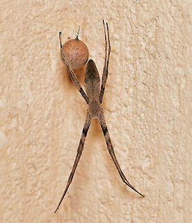 A mother's cherished possession Fun and intrigue these past weeks watching and documenting both a male and a female net-caster spider...each one living separately on a conifer either side of my porch entrance.

Then January 11, I woke up to find the female had moved inside my porch and had produced a most beautiful egg sac, so I'm assuming the two found each other! 

She stayed with the sac for a day and a half then left - I've been watching the sac eagerly for developments and I've read that the female will return to open the sac, so I'll keep an eye out for progress and developments. 

Female Asianopis subrufa body length 25 mm. Araneae,Asianopis subrufa,Australia,Geotagged,Rufous Net-casting Spider,Summer,arachnid,arthropod,fauna,invertebrate,macro,spider egg sac