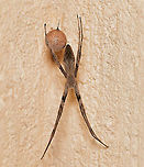 A mother's cherished possession Fun and intrigue these past weeks watching and documenting both a male and a female net-caster spider...each one living separately on a conifer either side of my porch entrance.<br />
<br />
Then January 11, I woke up to find the female had moved inside my porch and had produced a most beautiful egg sac, so I'm assuming the two found each other! <br />
<br />
She stayed with the sac for a day and a half then left - I've been watching the sac eagerly for developments and I've read that the female will return to open the sac, so I'll keep an eye out for progress and developments. <br />
<br />
Female Asianopis subrufa body length 25 mm. Araneae,Asianopis subrufa,Australia,Geotagged,Rufous Net-casting Spider,Summer,arachnid,arthropod,fauna,invertebrate,macro,spider egg sac
