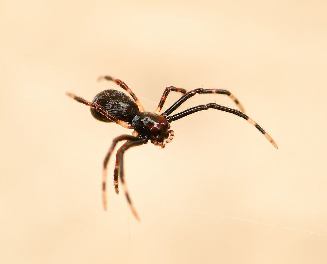 Ogre spiderling just hatched The ogre babies have hatched! I've been waiting and watching eagerly for this moment since January 11, when I saw that a female Deinopis subrufa had made the most beautiful silken egg sac. Each baby is just 2 mm body length and perfect in every way. Image of the mother with sac below.<br />
<br />
I'm thrilled to see that the eyes for which this family of spiders is famous for can clearly be seen already. They will stay together for a while before dispersing. Good luck little ones! <br />
<br />
<figure class="photo"><a href="https://www.jungledragon.com/image/111105/a_mothers_cherished_possession.html" title="A mother's cherished possession"><img src="https://s3.amazonaws.com/media.jungledragon.com/images/3314/111105_thumb.jpg?AWSAccessKeyId=05GMT0V3GWVNE7GGM1R2&Expires=1769040010&Signature=2PQ7GXgZ4PulTniQaxwCJItT6KI%3D" width="132" height="152" alt="A mother's cherished possession Fun and intrigue these past weeks watching and documenting both a male and a female net-caster spider...each one living separately on a conifer either side of my porch entrance.<br />
<br />
Then January 11, I woke up to find the female had moved inside my porch and had produced a most beautiful egg sac, so I'm assuming the two found each other! <br />
<br />
She stayed with the sac for a day and a half then left - I've been watching the sac eagerly for developments and I've read that the female will return to open the sac, so I'll keep an eye out for progress and developments. <br />
<br />
Female Asianopis subrufa body length 25 mm. Araneae,Asianopis subrufa,Australia,Geotagged,Rufous Net-casting Spider,Summer,arachnid,arthropod,fauna,invertebrate,macro,spider egg sac" /></a></figure><br />
<br />
<figure class="photo"><a href="https://www.jungledragon.com/image/111177/ogre_spiderlings_have_hatched.html" title="Ogre spiderlings have hatched"><img src="https://s3.amazonaws.com/media.jungledragon.com/images/3314/111177_thumb.jpg?AWSAccessKeyId=05GMT0V3GWVNE7GGM1R2&Expires=1769040010&Signature=iuUUXaQJ0UgiZnGj2acyRjxgp94%3D" width="200" height="182" alt="Ogre spiderlings have hatched The ogre babies have hatched! I've been waiting and watching eagerly for this moment since January 11, when I saw that a female Asianopis subrufa had made the most beautiful silken egg sac. Each baby is just 2 mm body length and perfect in every way. Image of the mother with sac below.<br />
<br />
I'm thrilled to see that the eyes for which this family of spiders is famous for can clearly be seen already. They will stay together for a while before dispersing. Good luck little ones!<br />
<br />
https://www.jungledragon.com/image/111105/a_mothers_cherished_possession.html<br />
<br />
https://www.jungledragon.com/image/111176/ogre_spiderling_just_hatched.html Araneae,Asianopis subrufa,Australia,Deinopidae,Fall,Geotagged,Rufous Net-casting Spider,arachnid,arthropod,autumn,fauna,invertebrate,macro,new south wales,spiderlings" /></a></figure> Araneae,Asianopis subrufa,Australia,Deinopidae,Fall,Geotagged,Rufous Net-casting Spider,arachnid,arthropod,autumn,fauna,invertebrate,macro,new south wales,spiderling