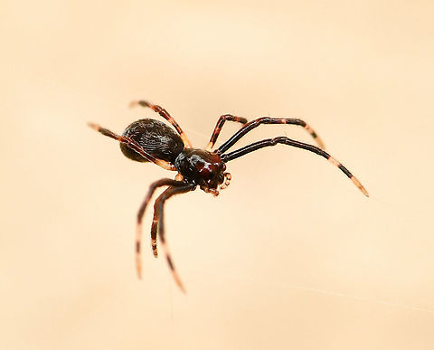 Ogre spiderling just hatched The ogre babies have hatched! I've been waiting and watching eagerly for this moment since January 11, when I saw that a female Deinopis subrufa had made the most beautiful silken egg sac. Each baby is just 2 mm body length and perfect in every way. Image of the mother with sac below.

I'm thrilled to see that the eyes for which this family of spiders is famous for can clearly be seen already. They will stay together for a while before dispersing. Good luck little ones! 

https://www.jungledragon.com/image/111105/a_mothers_cherished_possession.html

https://www.jungledragon.com/image/111177/ogre_spiderlings_have_hatched.html Araneae,Asianopis subrufa,Australia,Deinopidae,Fall,Geotagged,Rufous Net-casting Spider,arachnid,arthropod,autumn,fauna,invertebrate,macro,new south wales,spiderling