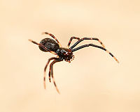 Ogre spiderling just hatched The ogre babies have hatched! I've been waiting and watching eagerly for this moment since January 11, when I saw that a female Deinopis subrufa had made the most beautiful silken egg sac. Each baby is just 2 mm body length and perfect in every way. Image of the mother with sac below.<br />
<br />
I'm thrilled to see that the eyes for which this family of spiders is famous for can clearly be seen already. They will stay together for a while before dispersing. Good luck little ones! <br />
<br />
https://www.jungledragon.com/image/111105/a_mothers_cherished_possession.html<br />
<br />
https://www.jungledragon.com/image/111177/ogre_spiderlings_have_hatched.html Araneae,Asianopis subrufa,Australia,Deinopidae,Fall,Geotagged,Rufous Net-casting Spider,arachnid,arthropod,autumn,fauna,invertebrate,macro,new south wales,spiderling