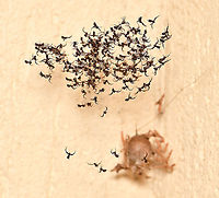 Ogre spiderlings have hatched The ogre babies have hatched! I've been waiting and watching eagerly for this moment since January 11, when I saw that a female Asianopis subrufa had made the most beautiful silken egg sac. Each baby is just 2 mm body length and perfect in every way. Image of the mother with sac below.<br />
<br />
I'm thrilled to see that the eyes for which this family of spiders is famous for can clearly be seen already. They will stay together for a while before dispersing. Good luck little ones!<br />
<br />
https://www.jungledragon.com/image/111105/a_mothers_cherished_possession.html<br />
<br />
https://www.jungledragon.com/image/111176/ogre_spiderling_just_hatched.html Araneae,Asianopis subrufa,Australia,Deinopidae,Fall,Geotagged,Rufous Net-casting Spider,arachnid,arthropod,autumn,fauna,invertebrate,macro,new south wales,spiderlings