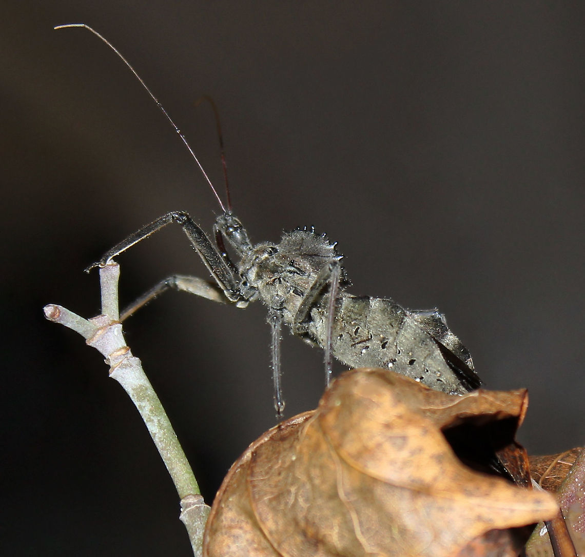 Arilus cristatus wheel bug I was impressed each time I came across these intriguing characters in Pennsylvania - more akin perhaps to something I&#039;m more used to seeing here in Australia, especially size wise. <br />
<br />
35 mm length Arilus cristatus,Fall,Geotagged,Hemiptera,Reduviidae,United States,Wheel bug,arthropod,assassin bug,fauna,insect,invertebrate,macro,pennsylvania,true bug