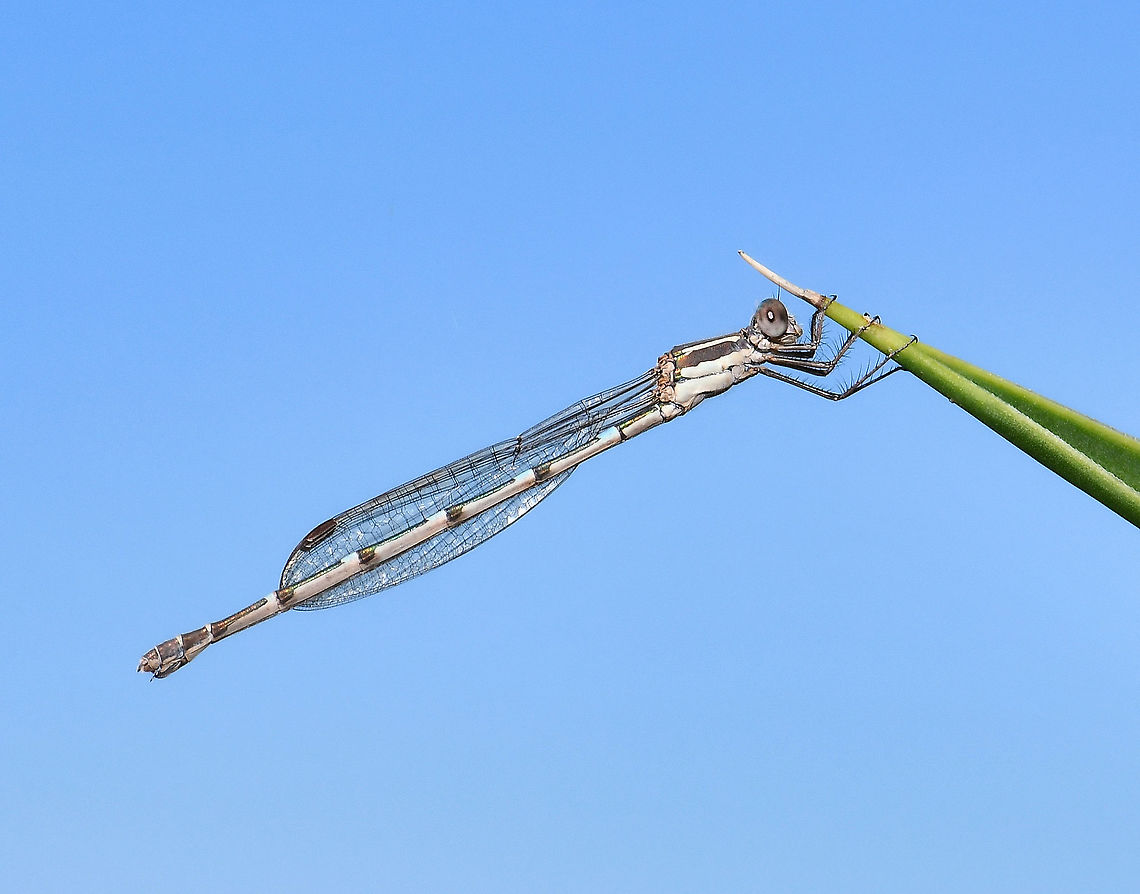 Wandering ringtail at rest This dainty and pretty little thing is a mature female wandering ringtail damselfly. Often seen around or close to slow running waters. She was one of so many out and about enjoying the sunshine, blue skies and warm temperatures after the horrific week of heavy rain. <br />
<br />
35 mm body length Australia,Austrolestes leda,Fall,Geotagged,Lestidae,Odonata,Wandering Ringtail,Zygoptera,arthropod,autumn,damselfly,fauna,insect,invertebrate,macro,new south wales