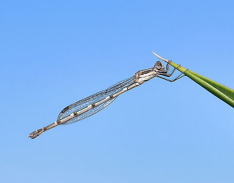 Wandering ringtail at rest This dainty and pretty little thing is a mature female wandering ringtail damselfly. Often seen around or close to slow running waters. She was one of so many out and about enjoying the sunshine, blue skies and warm temperatures after the horrific week of heavy rain. 

35 mm body length Australia,Austrolestes leda,Fall,Geotagged,Lestidae,Odonata,Wandering Ringtail,Zygoptera,arthropod,autumn,damselfly,fauna,insect,invertebrate,macro,new south wales