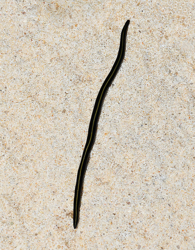Blue garden flatworm Native to eastern Australia, this is a species of terrestrial planarian worm, often seen in number after rain. Their natural environment is in rainforest in leaf litter and under rocks and rotting logs; also in damp places in well-treed gardens. Harmless to humans and a predator of soil fauna.<br />
<br />
80 mm length Australia,Blue Garden Flatworm,Caenoplana coerulea,Fall,Geoplanidae,Geotagged,Platyhelminthes,Tricladida,blue garden flatworm,fauna,invertebrate,macro,new south wales
