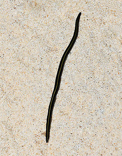 Blue garden flatworm Native to eastern Australia, this is a species of terrestrial planarian worm, often seen in number after rain. Their natural environment is in rainforest in leaf litter and under rocks and rotting logs; also in damp places in well-treed gardens. Harmless to humans and a predator of soil fauna.

80 mm length Australia,Blue Garden Flatworm,Caenoplana coerulea,Fall,Geoplanidae,Geotagged,Platyhelminthes,Tricladida,blue garden flatworm,fauna,invertebrate,macro,new south wales