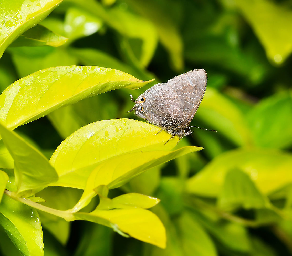Hairy line-blue Within family Lycaenidae (blues and coppers), this diminutive butterfly can be seen flying during daylight hours. Its range is along most of the east coast of Australia and New Guinea. <br />
<br />
Male, wingspan 20 mm <br />
<br />
Image of a female, below.<br />
<br />
<figure class="photo"><a href="https://www.jungledragon.com/image/71630/hairy_line_blue.html" title="Hairy Line Blue"><img src="https://s3.amazonaws.com/media.jungledragon.com/images/3314/71630_thumb.jpg?AWSAccessKeyId=05GMT0V3GWVNE7GGM1R2&Expires=1759968010&Signature=xkFJ%2B8mkZ8k0XLPmbbiF4Y9m%2BUQ%3D" width="200" height="148" alt="Hairy Line Blue Females, as seen here, are brown on top with a large white patch on each forewing, and a blue sheen near the hinges and the hindwings. Underneath, the wings are fawn with arcs of darker markings. A black eye-spot at the tornus and a small tail at the hindwing tornus. The females also have a large white patch under each forewing. <br />
<br />
Image of a male, below. <br />
<br />
Wingspan 20 mm<br />
<br />
https://www.jungledragon.com/image/111383/hairy_line-blue.html Australia,Butterfly,Erysichton lineata,Geotagged,Hairy Line Blue,Lepidoptera,Lycaenidae,Macro,Polyommatinae,Polyommatini,Spring,insect,invertebrate" /></a></figure> Australia,Erysichton lineata,Fall,Geotagged,Hairy Line Blue,Lepidoptera,Lycaenidae,Polyommatinae,Polyommatini,arthropod,autumn,fauna,insect,invertebrate,macro,new south wales