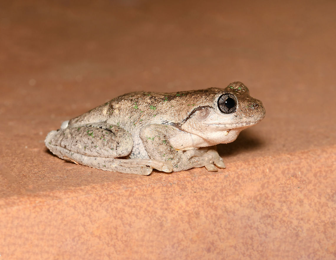 Peron's tree frog I went out in to the garden for some dark photography a few nights ago and found my first subject chilling right by the front door. Just around the corner were two others of the same species. <br />
<br />
These tree-climbing and ground-dwelling Australian frogs can quickly change colour, ranging from pale green-grey by day, to a reddish brown with emerald green flecks at night. They are a protected species here in New South Wales. <br />
<br />
55 mm body length<br />
<br />
<br />
Australia,Fall,Geotagged,Litoria peronii,Pelodryadidae,Peron's tree frog,Perons tree frog,amphibia,anura,autumn,emerald-spotted tree frog,fauna,laughing tree frog,maniacal cackle frog,new south wales,vertebrate
