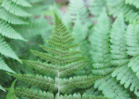 Intermediate Wood Fern