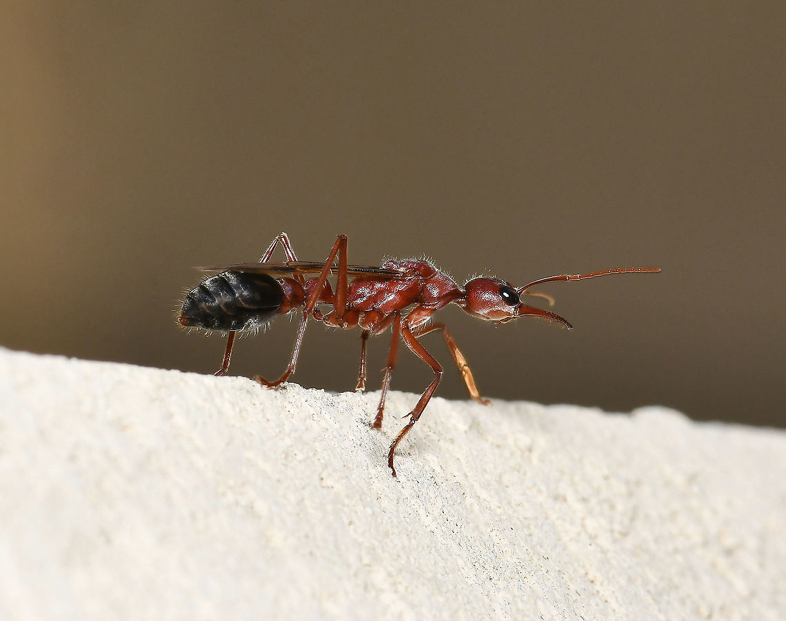 Giant bulldog ant On this day, I saw two separate mating frenzies occurring on paved areas around my house. <br />
<br />
There are around 90 species of bulldog ant within genus Myrmecia, found throughout this country and outlying islands. This specimen has been identified at entomologist level as Myrmecia brevinoda, native to our east coast region. These ants typically nest outdoors in soil and under logs and rocks - some over-ground mounds associated with nests have been recorded at 80 cm in height. <br />
<br />
These ants are some of the largest in the world, this specimen being around 40 mm in length. Whenever watching and particularly photographing these ants, I am as quick as possible due to them being extremely defensive, fast and with a formidable pincer-bite and sting. This one had rushed at my camera twice already and I thought if my third attempt isn&#039;t successful, I&#039;m giving up! <br />
<br />
<br />
<br />
<br />
<br />
<br />
 Australia,Fall,Formicidae,Geotagged,Hymenoptera,Myrmecia brevinoda,Myrmeciinae,arthropod,autumn,bull ant,bulldog ant,fauna,insect,invertebrate,macro,new south wales