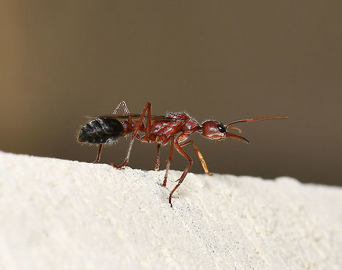 Giant bulldog ant On this day, I saw two separate mating frenzies occurring on paved areas around my house. 

There are around 90 species of bulldog ant within genus Myrmecia, found throughout this country and outlying islands. This specimen has been identified at entomologist level as Myrmecia brevinoda, native to our east coast region. These ants typically nest outdoors in soil and under logs and rocks - some over-ground mounds associated with nests have been recorded at 80 cm in height. 

These ants are some of the largest in the world, this specimen being around 40 mm in length. Whenever watching and particularly photographing these ants, I am as quick as possible due to them being extremely defensive, fast and with a formidable pincer-bite and sting. This one had rushed at my camera twice already and I thought if my third attempt isn't successful, I'm giving up! 






 Australia,Fall,Formicidae,Geotagged,Hymenoptera,Myrmecia brevinoda,Myrmeciinae,arthropod,autumn,bull ant,bulldog ant,fauna,insect,invertebrate,macro,new south wales