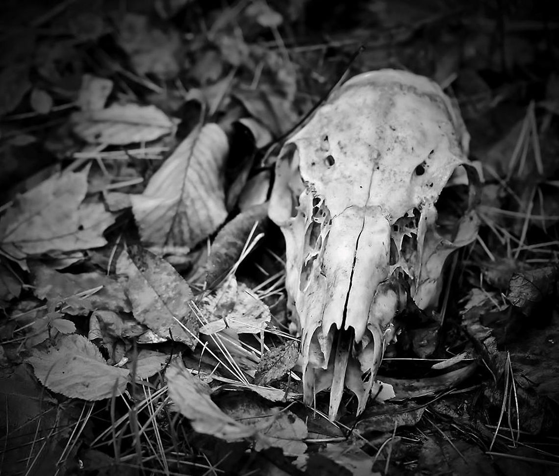 White-tailed deer skull  Artiodactyla,Cervidae,Fall,Geotagged,Odocoileus virginianus,Pennsylvania,United States,White-tailed Deer,White-tailed deer skull,fauna,skeleton,vertebrate