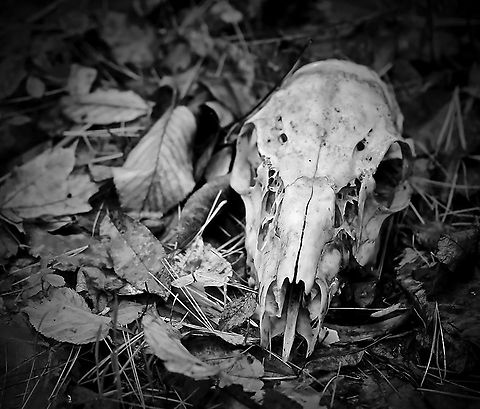 White-tailed deer skull  Artiodactyla,Cervidae,Fall,Geotagged,Odocoileus virginianus,Pennsylvania,United States,White-tailed Deer,White-tailed deer skull,fauna,skeleton,vertebrate