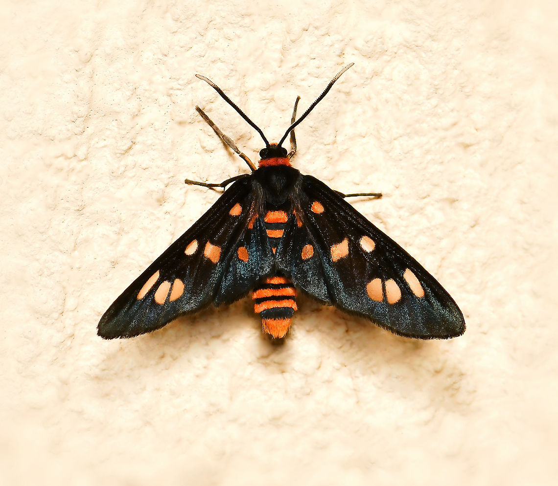 Handmaiden moth Commonly known as wasp moths or handmaidens, there are 53 recognised and named Australian members of this subfamily Ctenuchinae. Many species have these abdominal bands alternating in orange and black appearing to mimic stinging wasp species, hence the common name of wasp moth. Or the colours may denote a hazard as the moths are poisonous if eaten. Whichever, the colours and markings may give protection from predators such as birds.<br />
<br />
Wingspan 25 mm<br />
<br />
<figure class="photo"><a href="https://www.jungledragon.com/image/112330/handmaiden_moth_lateral.html" title="Handmaiden moth lateral"><img src="https://s3.amazonaws.com/media.jungledragon.com/images/3314/112330_thumb.jpg?AWSAccessKeyId=05GMT0V3GWVNE7GGM1R2&Expires=1759968010&Signature=J20DD5u074bHsee4AIIcX4tsKP8%3D" width="200" height="194" alt="Handmaiden moth lateral Commonly known as wasp moths or handmaidens, there are 53 recognised and named Australian members of this subfamily Ctenuchinae. Many species have these abdominal bands alternating in orange and black appearing to mimic stinging wasp species, hence the common name of wasp moth. Or the colours may denote a hazard as the moths are poisonous if eaten. Whichever, the colours and markings may give protection from predators such as birds.<br />
<br />
Wingspan 25 mm<br />
<br />
https://www.jungledragon.com/image/111732/handmaiden_moth.html Amata,Arctiinae,Australia,Fall,Geotagged,Handmaiden moth,arthropod,autumn,ctenuchinae,erebidae,fauna,insect,invertebrate,macro,moth,new south wales" /></a></figure> Amata,Arctiinae,Australia,Ctenuchinae,Erebidae,Fall,Geotagged,Handmaiden moth,arthropod,autumn,fauna,insect,invertebrate,macro,new south wales,wasp moth