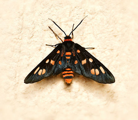 Handmaiden moth Commonly known as wasp moths or handmaidens, there are 53 recognised and named Australian members of this subfamily Ctenuchinae. Many species have these abdominal bands alternating in orange and black appearing to mimic stinging wasp species, hence the common name of wasp moth. Or the colours may denote a hazard as the moths are poisonous if eaten. Whichever, the colours and markings may give protection from predators such as birds.

Wingspan 25 mm

https://www.jungledragon.com/image/112330/handmaiden_moth_lateral.html Amata,Arctiinae,Australia,Ctenuchinae,Erebidae,Fall,Geotagged,Handmaiden moth,arthropod,autumn,fauna,insect,invertebrate,macro,new south wales,wasp moth