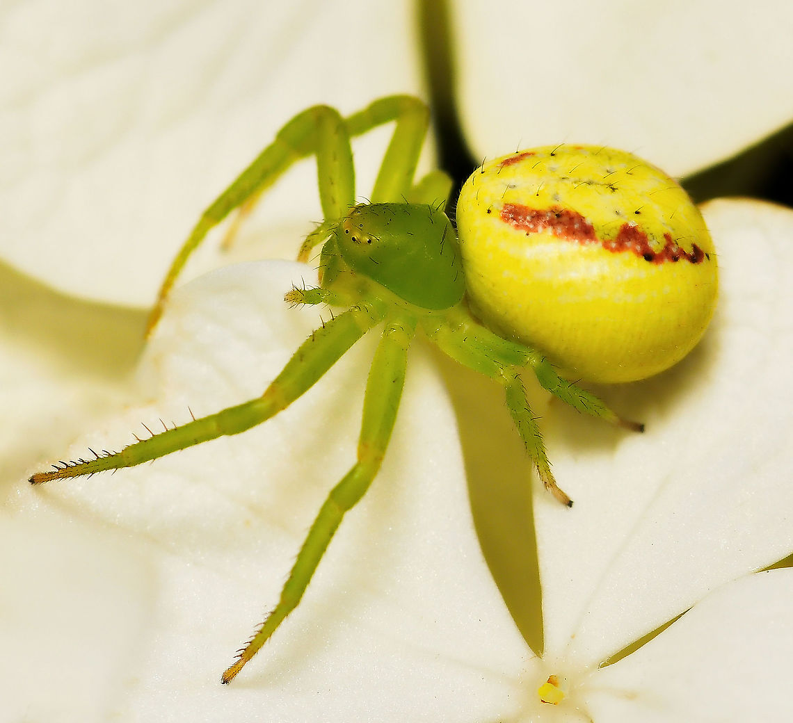 Tharrhalea sp. flower spider I understand T. variabilis, T. evanida and T. multopunctata are impossible to tell apart in the field and even with a microscope, the epigyne is small and faint.<br />
<br />
Female, 8 mm body length Araneae,Australia,Flower Spider,Geotagged,Goldenrod crab spider,Misumena vatia,Spring,Tharrhalea,Tharrhalea evanida,Thomisidae,arachnid,fauna,invertebrate,macro,new south wales