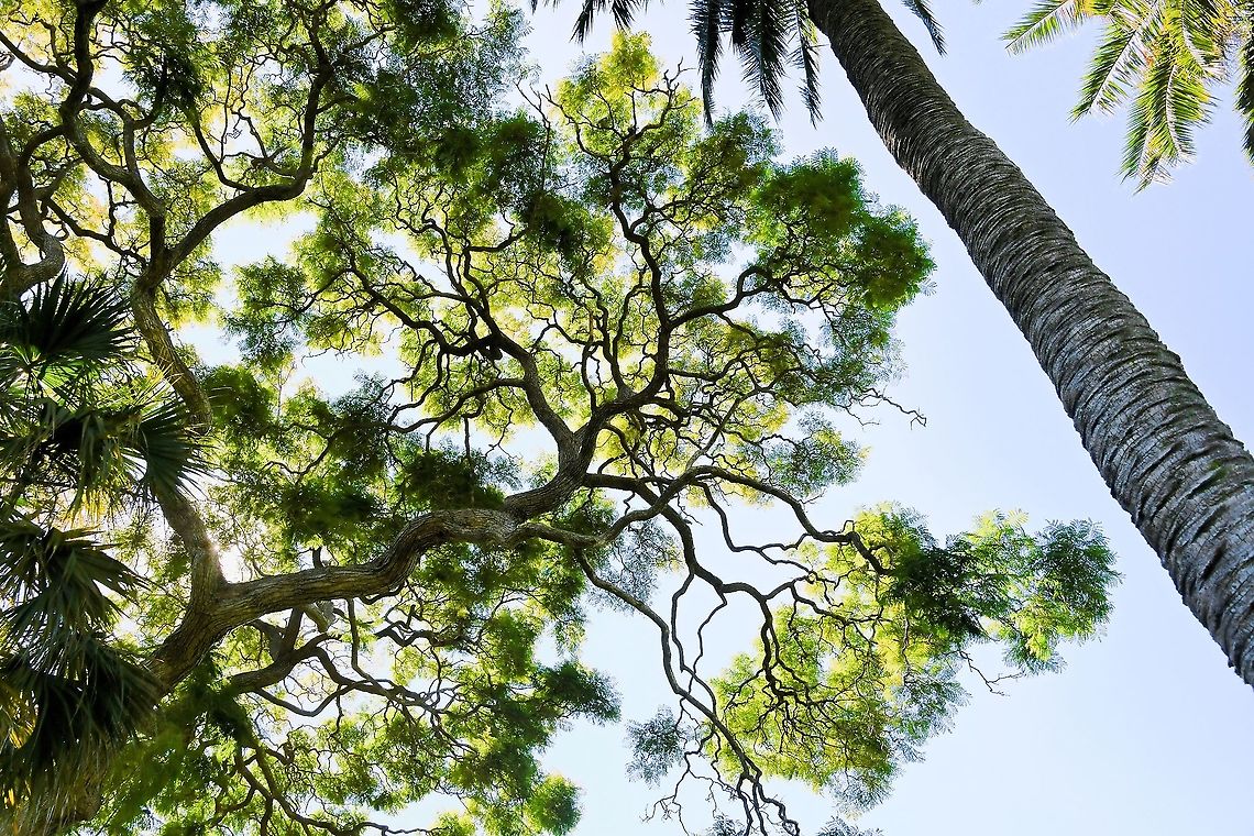 Overhead and underneath Looking up in to the fractalesque canopy of jacaranda with accompanying palms. Australia,Bignoniaceae,Flora,Geotagged,Jacaranda,Jacarandeae,Lamiales,Tree,Winter,botany,foliage,new south wales