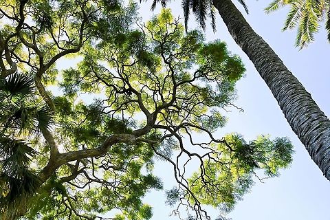 Overhead and underneath Looking up in to the fractalesque canopy of jacaranda with accompanying palms. Australia,Bignoniaceae,Flora,Geotagged,Jacaranda,Jacarandeae,Lamiales,Tree,Winter,botany,foliage,new south wales