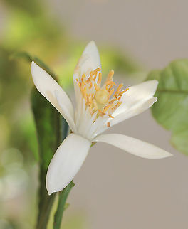 Citrus limon Although Citrus limon is not native to this country, they grow very well in our climate. Australia has six species of native citrus.  Australia,Citrus limon,Geotagged,Lemon,Rutaceae,Sapindales,botany,flora,macro,new south wales,spring,white flower