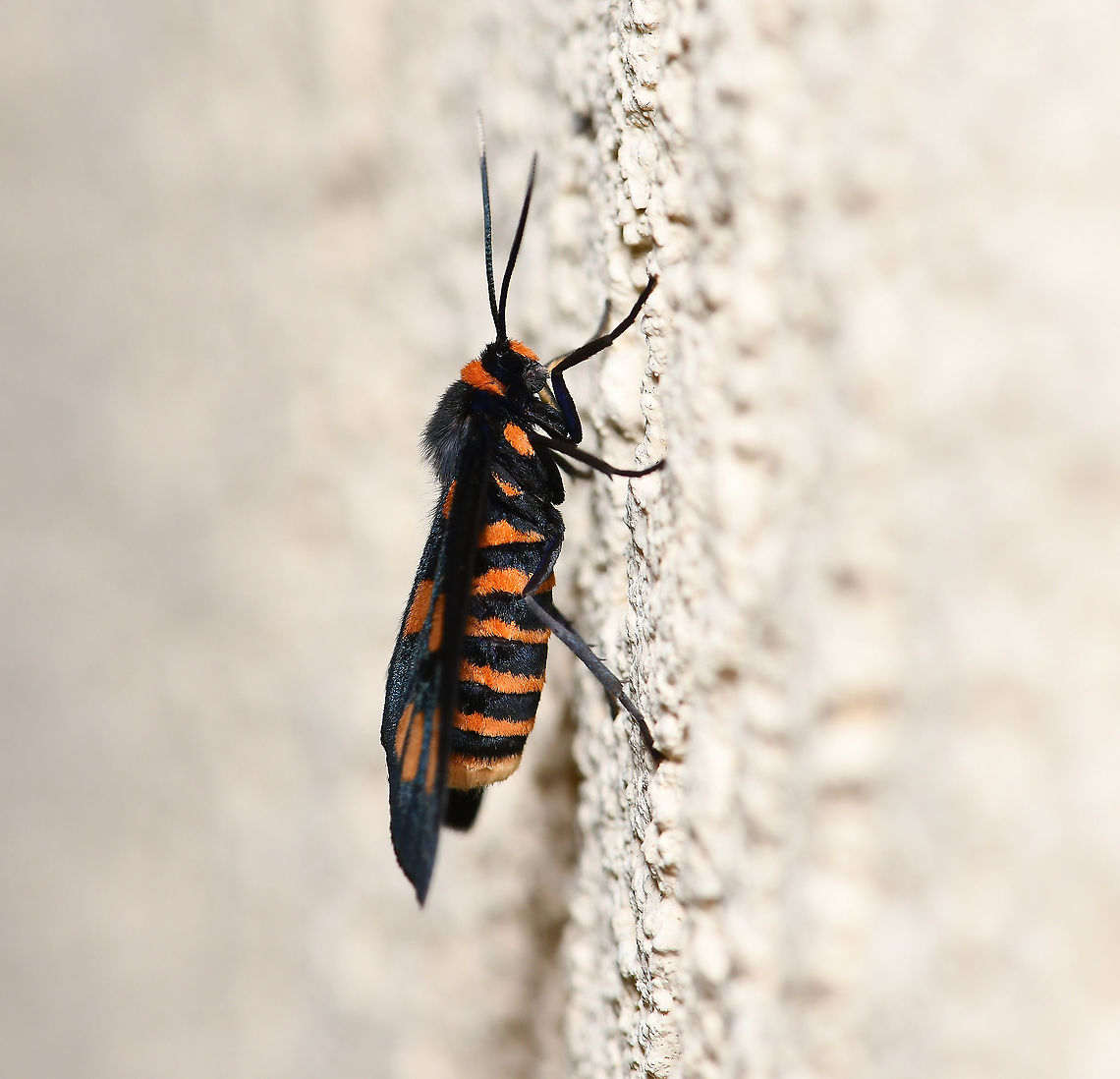Handmaiden moth lateral Commonly known as wasp moths or handmaidens, there are 53 recognised and named Australian members of this subfamily Ctenuchinae. Many species have these abdominal bands alternating in orange and black appearing to mimic stinging wasp species, hence the common name of wasp moth. Or the colours may denote a hazard as the moths are poisonous if eaten. Whichever, the colours and markings may give protection from predators such as birds.<br />
<br />
Wingspan 25 mm<br />
<br />
<figure class="photo"><a href="https://www.jungledragon.com/image/111732/handmaiden_moth.html" title="Handmaiden moth"><img src="https://s3.amazonaws.com/media.jungledragon.com/images/3314/111732_thumb.jpg?AWSAccessKeyId=05GMT0V3GWVNE7GGM1R2&Expires=1759968010&Signature=SnjmBM5Ssr2t3EvO%2BbMsuCFGfb0%3D" width="200" height="176" alt="Handmaiden moth Commonly known as wasp moths or handmaidens, there are 53 recognised and named Australian members of this subfamily Ctenuchinae. Many species have these abdominal bands alternating in orange and black appearing to mimic stinging wasp species, hence the common name of wasp moth. Or the colours may denote a hazard as the moths are poisonous if eaten. Whichever, the colours and markings may give protection from predators such as birds.<br />
<br />
Wingspan 25 mm<br />
<br />
https://www.jungledragon.com/image/112330/handmaiden_moth_lateral.html Amata,Arctiinae,Australia,Ctenuchinae,Erebidae,Fall,Geotagged,Handmaiden moth,arthropod,autumn,fauna,insect,invertebrate,macro,new south wales,wasp moth" /></a></figure> Amata,Arctiinae,Australia,Fall,Geotagged,Handmaiden moth,arthropod,autumn,ctenuchinae,erebidae,fauna,insect,invertebrate,macro,moth,new south wales