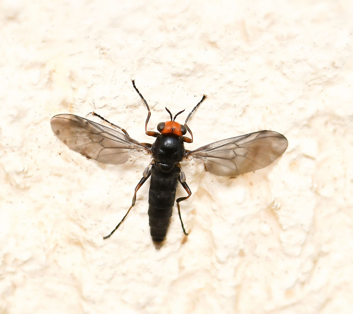 Sugarcane soldier fly A fly that is native to this country but has been introduced accidentally to California, USA and New Zealand. Larvae cause damage to sugarcane crops. <br />
<br />
This fly is very small, no more than 10 mm body length. Female.  Australia,Australian soldier fly,Diptera,Fall,Geotagged,Inopus rubriceps,Stratiomyidae,arthropod,autumn,fauna,insect,invertebrate,macro,new south wales,sugarcane soldier fly