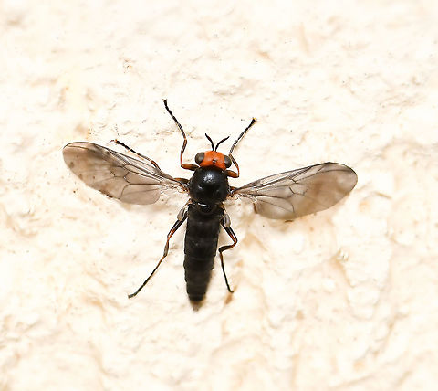 Sugarcane soldier fly A fly that is native to this country but has been introduced accidentally to California, USA and New Zealand. Larvae cause damage to sugarcane crops. 

This fly is very small, no more than 10 mm body length. Female.  Australia,Australian soldier fly,Diptera,Fall,Geotagged,Inopus rubriceps,Stratiomyidae,arthropod,autumn,fauna,insect,invertebrate,macro,new south wales,sugarcane soldier fly