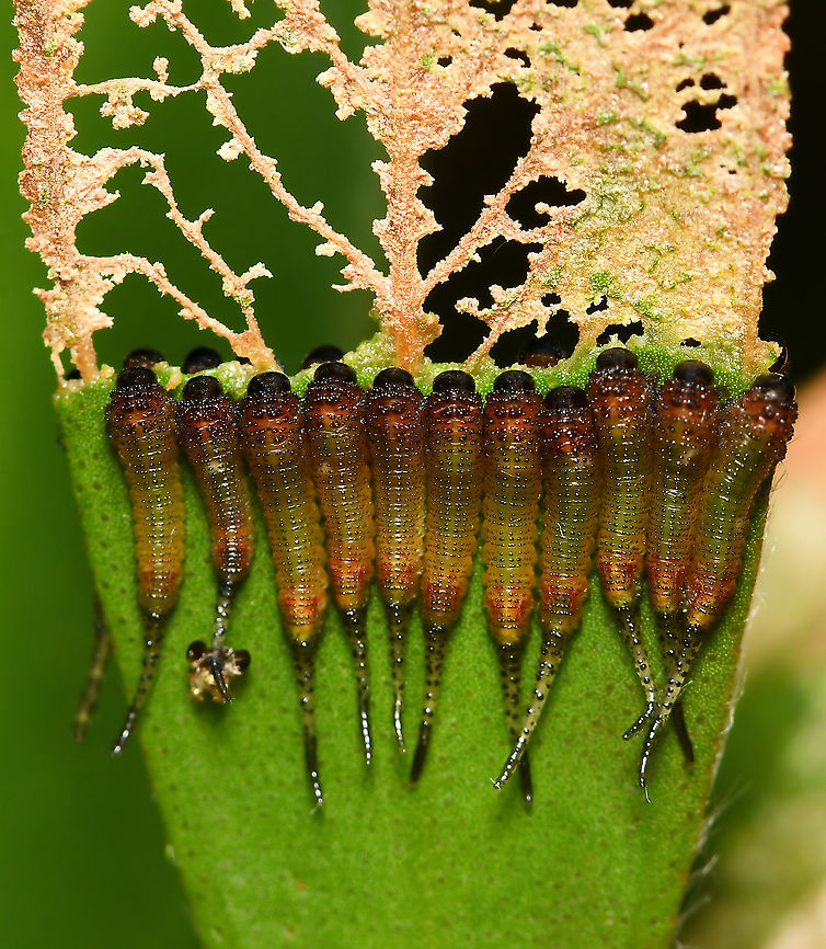 Bottlebrush sawfly larvae Seen feeding on Callistemon citrinus. This grouping was on both sides of the leaf, you can just see the others poking up behind. I found it interesting that the two sets on either side had remained in sync, reducing the leaf at equal speeds. <br />
<br />
Body length 10 mm<br />
<br />
Image of adult:<br />
<figure class="photo"><a href="https://www.jungledragon.com/image/147649/syrphid_sawfly_ascension.html" title="Syrphid sawfly ascension"><img src="https://s3.amazonaws.com/media.jungledragon.com/images/3314/147649_thumb.jpg?AWSAccessKeyId=05GMT0V3GWVNE7GGM1R2&Expires=1770854410&Signature=YIKIDFcco54uucQVw5tIKZMe1pM%3D" width="200" height="180" alt="Syrphid sawfly ascension I happened to catch this little sawfly just before it took off. <br />
<br />
This is specifically the bottlebrush sawfly, Pterygophorus cinctus.<br />
<br />
Despite the common name, sawflies are not flies. They sit within order Hymenoptera, but within a separate suborder to wasps/ants/bees, namely Symphyta.<br />
<br />
Sawflies do not possess the distinctive thin waist of the other hymenopterans, nor do they possess a sting. The common name comes from the female's saw-like egg-laying tube, which she uses to make a slit in a plant leaf or stem, into which she lays her eggs. <br />
<br />
Our Australian sawfly larvae feed mainly on native trees and shrubs, such as eucalypts, paperbarks and bottlebrushes (although a small number of species are parasitic).<br />
<br />
15 mm body length.<br />
<br />
Image of larvae: <br />
https://www.jungledragon.com/image/112587/bottlebrush_sawfly_larvae.html Australia,Bottlebrush sawfly,Geotagged,Hymenoptera,Pterygophorus cinctus,Summer,Symphyta,arthropod,insect,invertebrate,macro,new south wales,pergidae" /></a></figure> Australia,Bottlebrush sawfly,Fall,Geotagged,Hymenoptera,Pergidae,Pterygophorus cinctus,Symphyta,arthropod,autumn,bottlebrush sawfly,fauna,insect,invertebrate,macro,new south wales