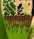 Bottlebrush sawfly larvae Seen feeding on Callistemon citrinus. This grouping was on both sides of the leaf, you can just see the others poking up behind. I found it interesting that the two sets on either side had remained in sync, reducing the leaf at equal speeds. <br />
<br />
Body length 10 mm<br />
<br />
Image of adult:<br />
https://www.jungledragon.com/image/147649/syrphid_sawfly_ascension.html Australia,Bottlebrush sawfly,Fall,Geotagged,Hymenoptera,Pergidae,Pterygophorus cinctus,Symphyta,arthropod,autumn,bottlebrush sawfly,fauna,insect,invertebrate,macro,new south wales