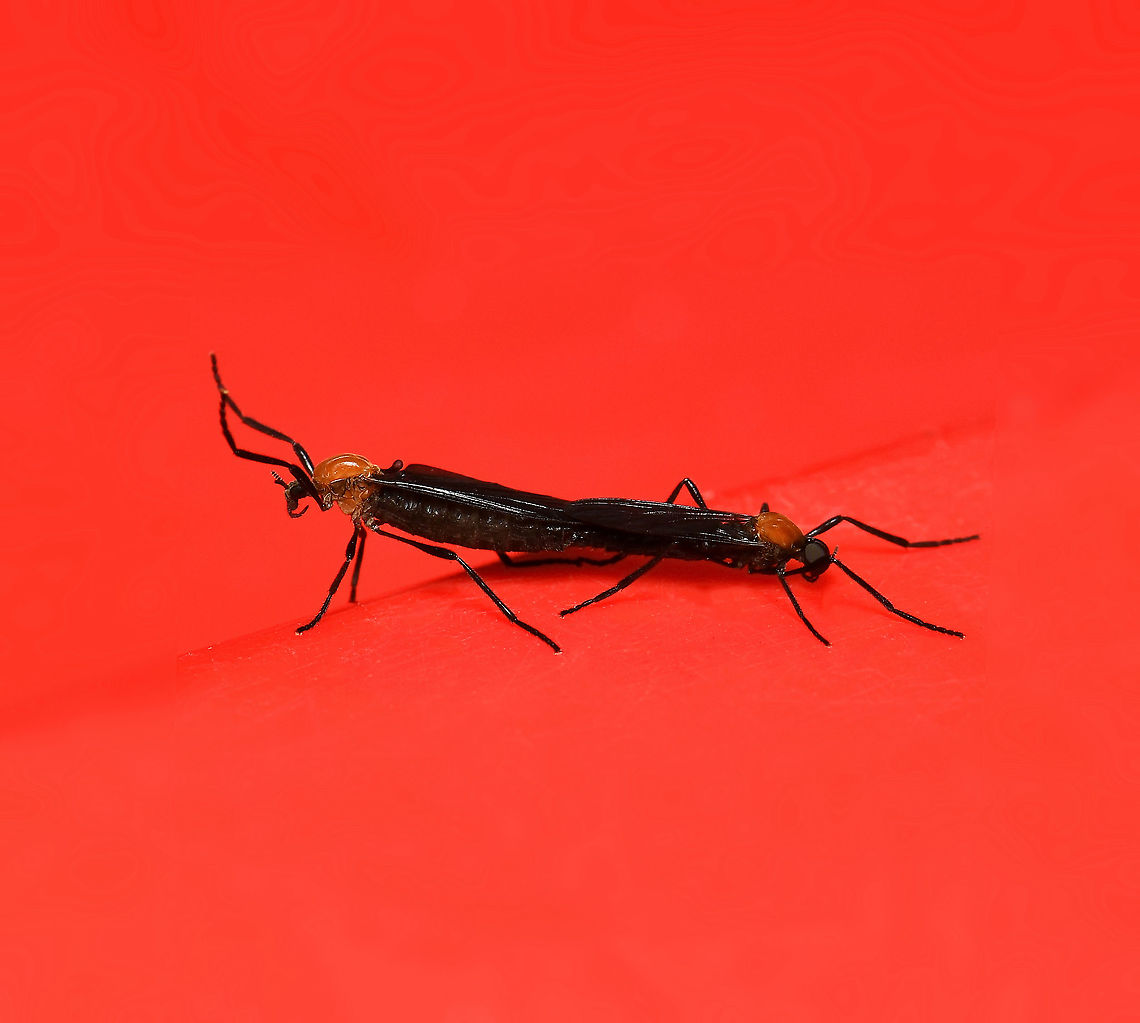 Plecia sp. mating pair These flies are nectar and pollen feeders when adults. This amorous couple were seen on the lid of my rubbish bin, suitably red for passion.<br />
<br />
The smaller male on the right (larger eyes) was around 8 mm in length. <br />
<br />
 Australia,Diptera,Fall,Geotagged,Plecia,arthropod,autumn,bibionidae,fauna,insect,invertebrate,macro,new south wales