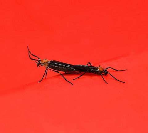 Plecia sp. mating pair These flies are nectar and pollen feeders when adults. This amorous couple were seen on the lid of my rubbish bin, suitably red for passion.

The smaller male on the right (larger eyes) was around 8 mm in length. 

 Australia,Diptera,Fall,Geotagged,Plecia,arthropod,autumn,bibionidae,fauna,insect,invertebrate,macro,new south wales