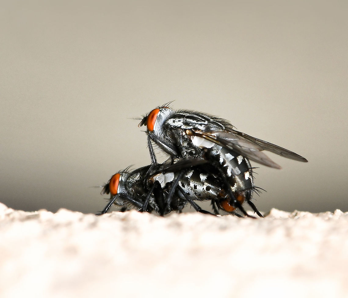 Flesh fly mating pair NB. Image has been flipped for more detail, these flies were head downward on a wall. <br />
<br />
10 mm body length<br />
<br />
 Australia,Diptera,Fall,Flesh fly,Geotagged,Sarcophagidae,arthropod,autumn,fauna,insect,invertebrate,macro,new south wales