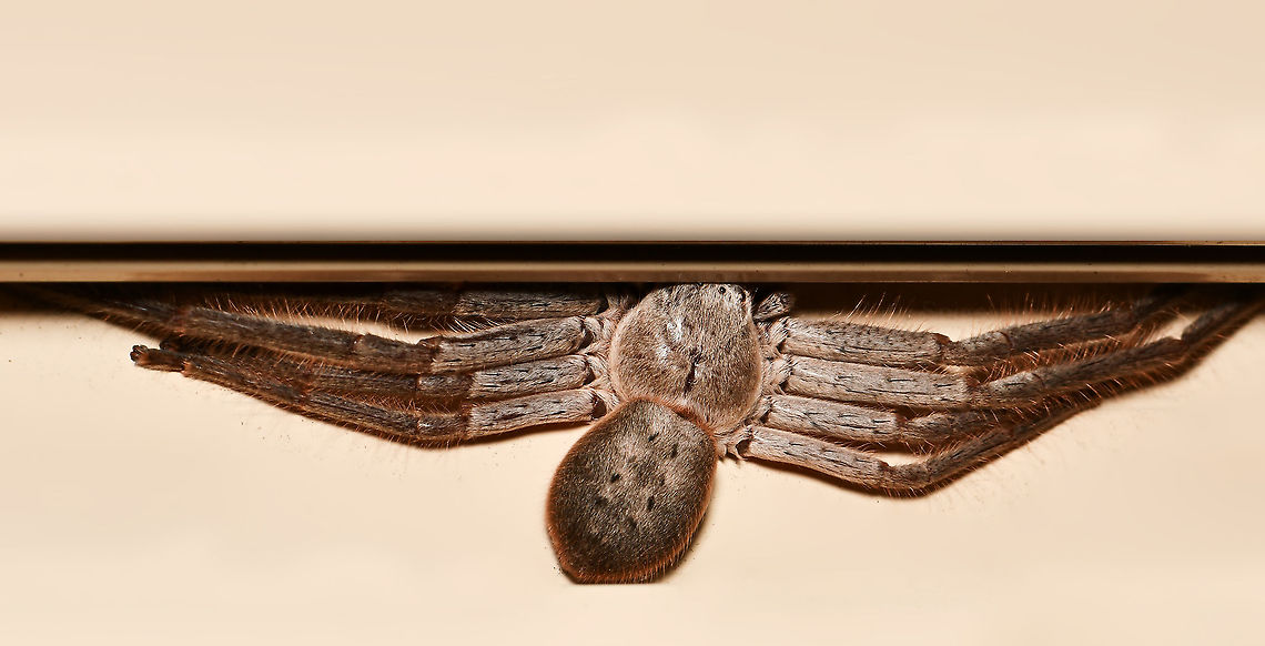 Isopeda villosa huntsman NB. This image has been flipped for more detail, the huntsman was hiding in the inset of the vertical part of a door frame.<br />
<br />
In a natural setting, these spiders would be hiding under tree bark for example. When they sometimes find themselves inside our human homes, crevices such as this provide the perfect resting spot. Makes the simple act of opening and closing doors here in Australia quite the adrenalin filled experience ha!<br />
<br />
I actually put my hand on this one as I opened the door. Once we'd both got over the shock I was able to identify the species. Very sweet, it tried so hard to hide by getting as far under the ledge as possible, elongating and flattening out to the max - I love that just a couple of twinkly eyes are poking out still. <br />
<br />
Leg diameter 12 cm. <br />
Arachnid,Araneae,Australia,Fall,Geotagged,Huntsman Spider,Isopeda villosa,Sparassidae,autumn,fauna,invertebrate,macro,new south wales