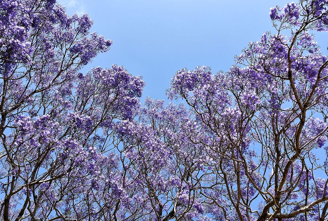 Jacaranda underwater world A contrary notion came to mind as I looked up in to the jacaranda canopy - I felt as if the blue sky was the ocean and I was witnessing a lilac-coloured reef.<br />
<br />
Jacaranda is not one of our natives, but grows well here, enjoying our climate.  Australia,Bignoniaceae,Blue Jacaranda,Flora,Geotagged,Jacaranda mimosifolia,Lamiales,Spring,botany,new south wales,purple flowers