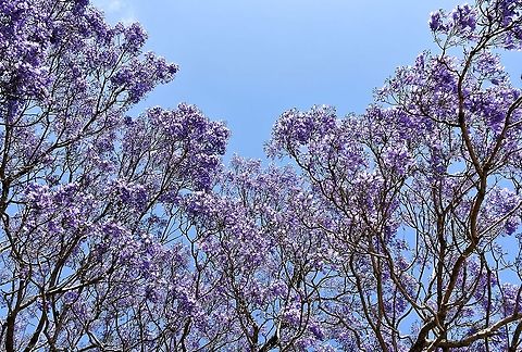 Jacaranda underwater world A contrary notion came to mind as I looked up in to the jacaranda canopy - I felt as if the blue sky was the ocean and I was witnessing a lilac-coloured reef.

Jacaranda is not one of our natives, but grows well here, enjoying our climate.  Australia,Bignoniaceae,Blue Jacaranda,Flora,Geotagged,Jacaranda mimosifolia,Lamiales,Spring,botany,new south wales,purple flowers